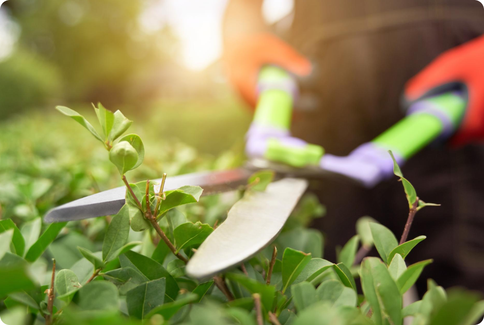 Nahaufnahme einer elektrischen Heckenscheibe beim Trimmen von Sträuchern